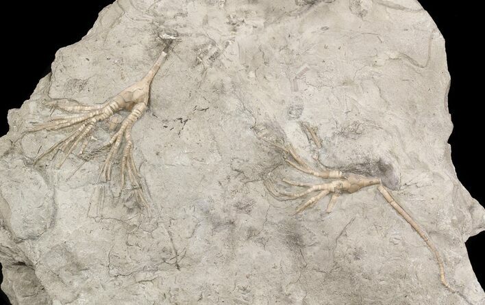 Pair of Cupulocrinus Crinoids - Bobcaygeon Formation #49219